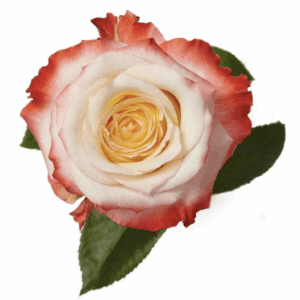 ROSE CABARET  - 50 CM